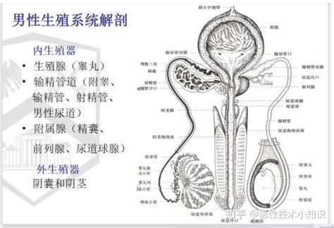 男性生殖器|男性生殖系统结构